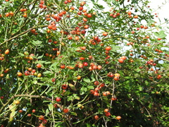 Rosa canina