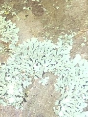 Physcia americana