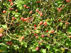 Rosa canina