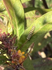 Danaus plexippus