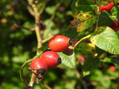 Rosa canina