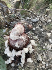 Melocactus curvispinus