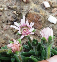 Trichodiadema occidentale