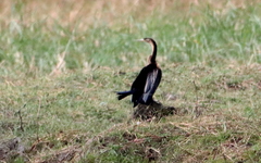 Anhinga rufa rufa