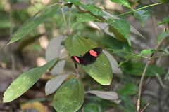 Heliconius melpomene flagrans