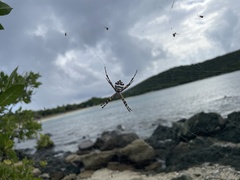 Argiope argentata