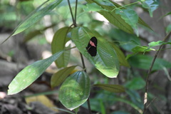 Heliconius melpomene flagrans