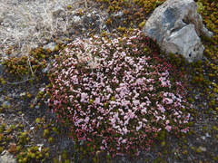 Kalmia procumbens