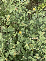 Malvastrum americanum