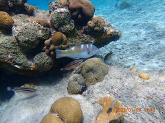 Halichoeres radiatus