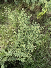 Malvastrum americanum