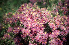 Calytrix leschenaultii