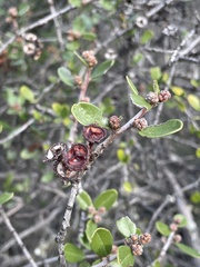 Ceanothus megacarpus