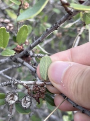 Ceanothus megacarpus