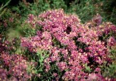 Calytrix leschenaultii