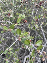 Ceanothus megacarpus