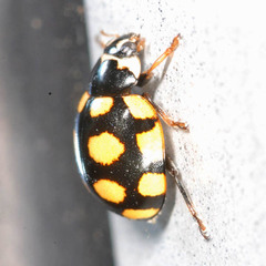 Coccinula quatuordecimpustulata