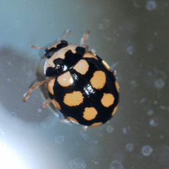 Coccinula quatuordecimpustulata