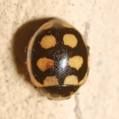 Coccinula quatuordecimpustulata