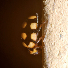Coccinula quatuordecimpustulata