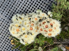 Angophora hispida