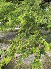 Vachellia tortuosa