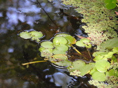 Limnobium laevigatum