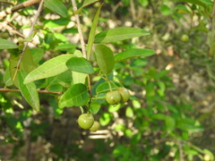 Sebastiania commersoniana