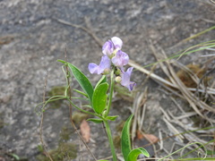 Lathyrus pubescens