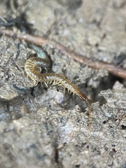 Geophilomorpha