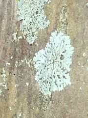 Physcia americana