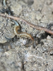 Geophilomorpha