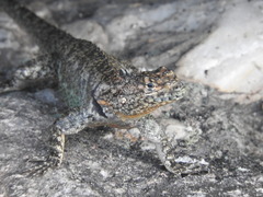 Tropidurus spinulosus