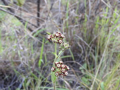 Oxypetalum arnottianum