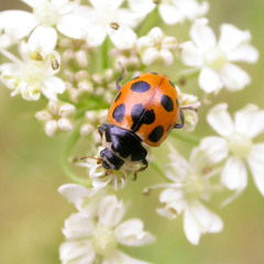 Ceratomegilla notata