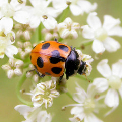 Ceratomegilla notata