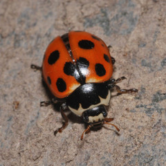 Ceratomegilla notata