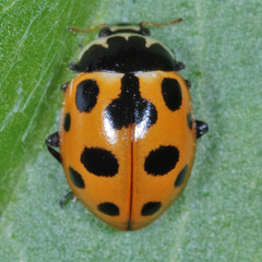 Ceratomegilla notata