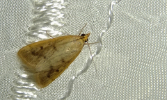 Achyra nudalis