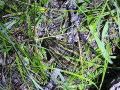 Leptodactylus luctator