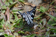Jemadia hewitsonii