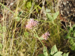 Gomphrena pulchella