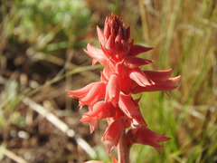 Sacoila lanceolata