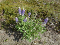 Lupinus nootkatensis