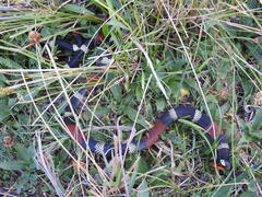 Micrurus pyrrhocryptus