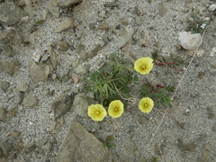Papaver radicatum