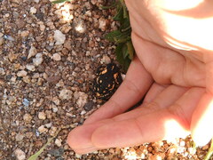 Melanophryniscus stelzneri