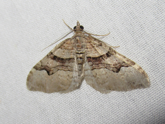 Xanthorhoe defensaria