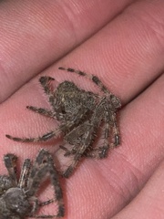 Araneus cavaticus
