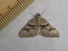 Xanthorhoe defensaria